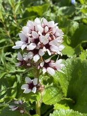 Boykinia richardsonii