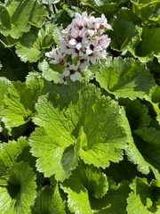 Boykinia richardsonii