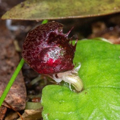 Corybas fimbriatus