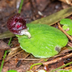 Corybas fimbriatus