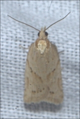 Clepsis therina