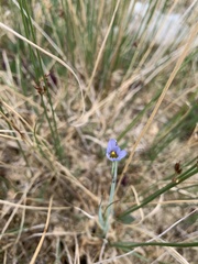 Sisyrinchium pallidum