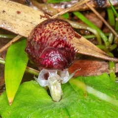 Corybas fimbriatus