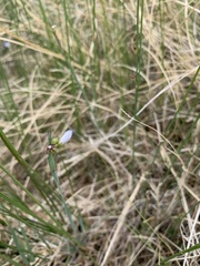 Sisyrinchium pallidum