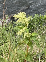 Koenigia alaskana