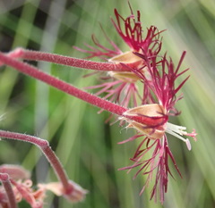 Pelargonium caffrum