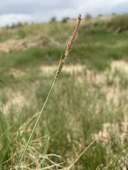 Carex parryana