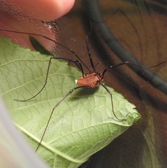 Leiobunum calcar