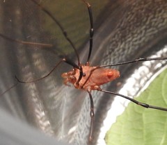 Leiobunum calcar