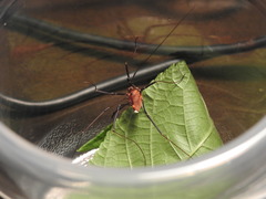 Leiobunum calcar