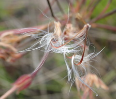 Pelargonium caffrum