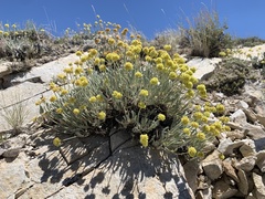 Eriogonum desertorum