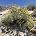 Eriogonum desertorum - Photo (c) william_hoyer,  זכויות יוצרים חלקיות (CC BY-NC)