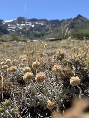 Eriogonum kingii