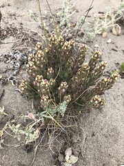 Castilleja exserta latifolia