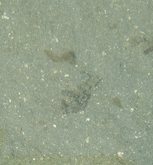 Platichthys stellatus