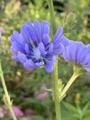 Cichorium intybus