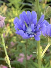 Cichorium intybus