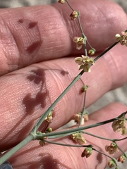 Eriogonum hookeri