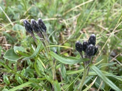 Saussurea angustifolia