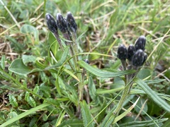 Saussurea angustifolia