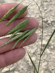 Bromus squarrosus
