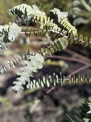 Eucalyptus kruseana