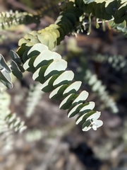 Eucalyptus kruseana