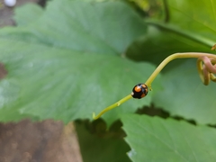 Harmonia axyridis