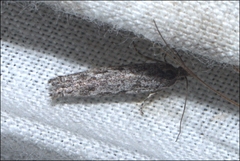 Holocola melanographa