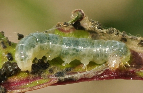 Pyrale de la Betterave
