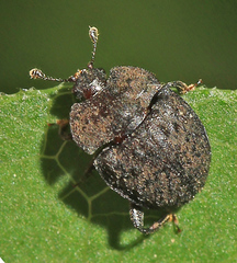 Atarphia fasciculata
