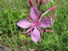 Chamaenerion colchicum