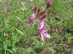 Chamaenerion colchicum