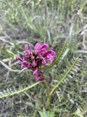 Pedicularis sudetica