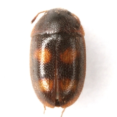 Litargus tetraspilotus
