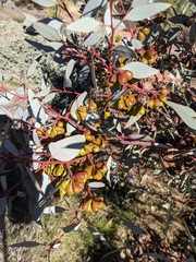 Eucalyptus pimpiniana