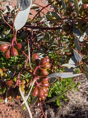 Eucalyptus pimpiniana