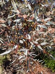 Eucalyptus pimpiniana