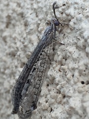 Scotoleon longipalpis