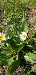 Wyethia helianthoides
