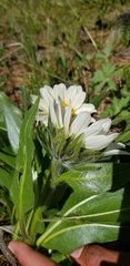 Wyethia helianthoides