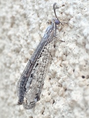 Scotoleon longipalpis