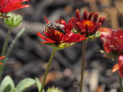 Coelioxys rufitarsis