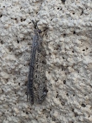 Scotoleon longipalpis