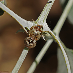 Paropsisterna m-fuscum