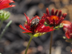 Coelioxys rufitarsis