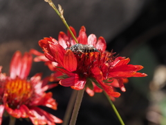 Coelioxys rufitarsis