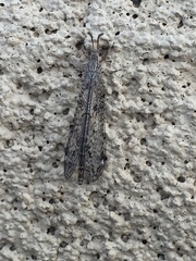 Scotoleon longipalpis