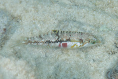 Halichoeres nebulosus